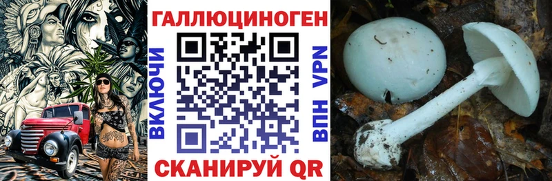ОМГ ОМГ рабочий сайт  купить  сайты  Стародуб  Псилоцибиновые грибы Psilocybe 